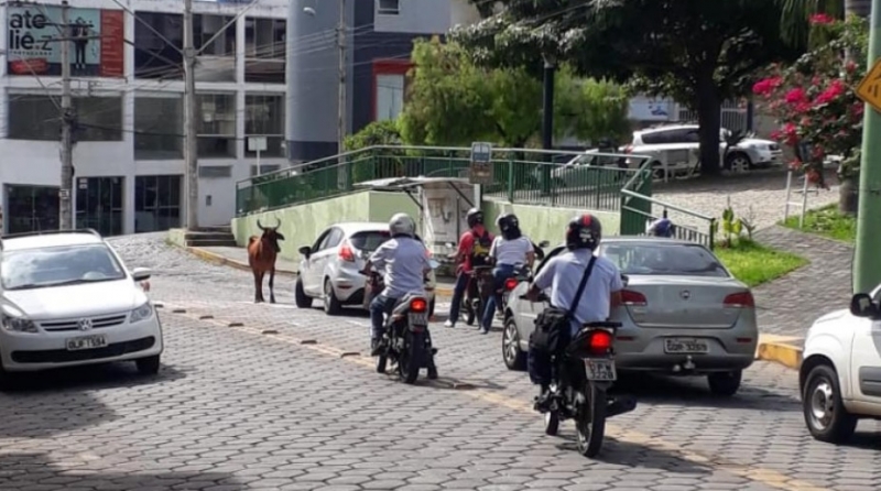Vaca causa tumulto no trânsito na Avenida Abílio Machado