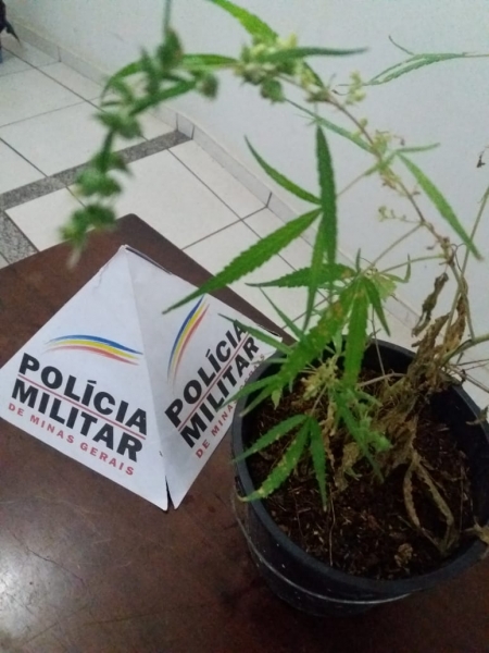 Polícia Militar prende homem por cultivar pé de maconha em Bambuí