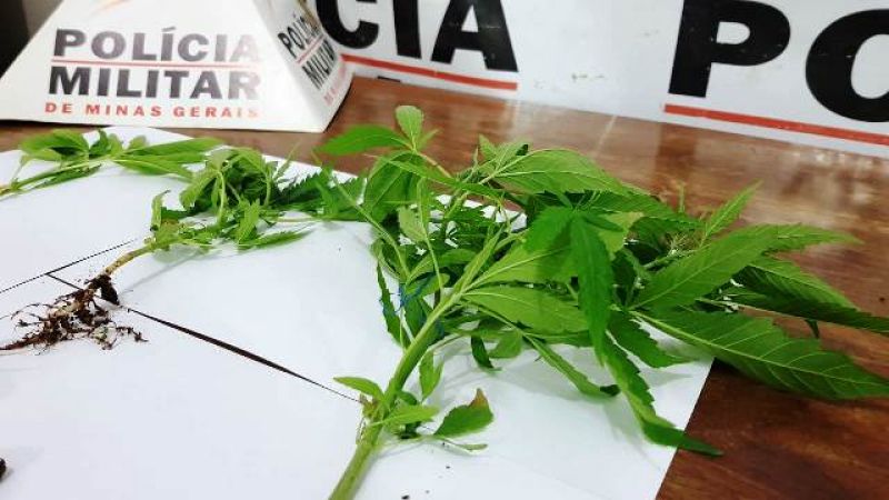Pés de maconha são encontrados em residência em Arcos
