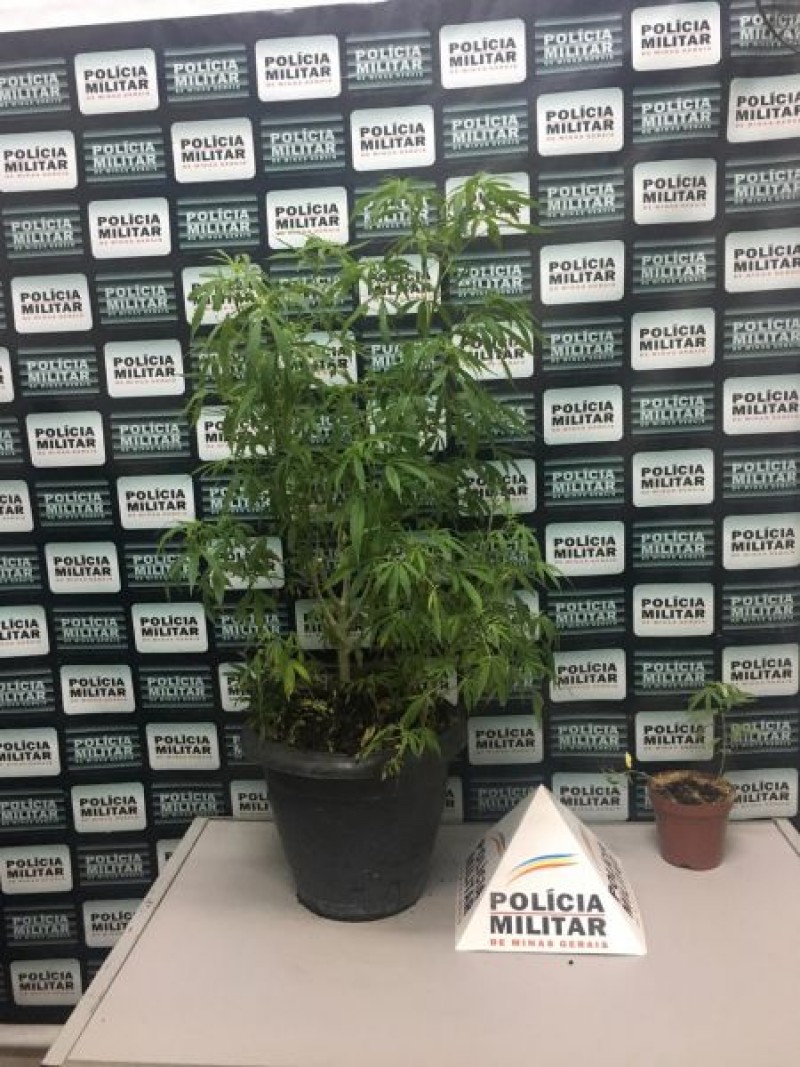 Em Pará de Minas: após denúncia PM apreende dois vasos com pés de maconha e prende infrator