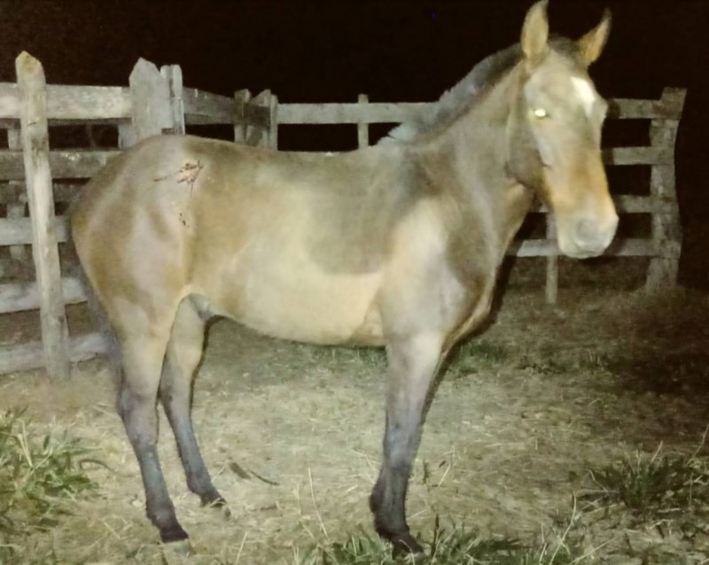 Cavalo é atropelado passa por cima do carro e sobrevive após a colisão