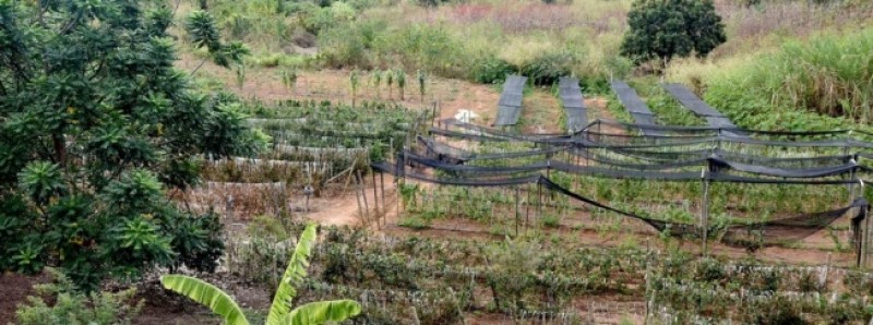 Governo de Minas se mobiliza para ajudar produtores rurais atingidos pelas chuvas