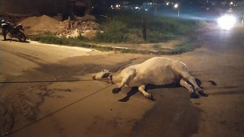 Vaca foge de zona rural da comunidade dos Davis, pula mata-burros e é encontrada no bairro Buritis na cidade de Arcos
