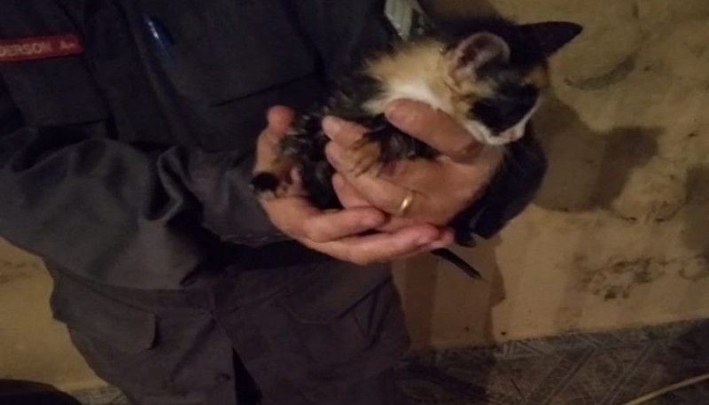 Bombeiros resgatam filhote de gato preso em tubulação, em Formiga