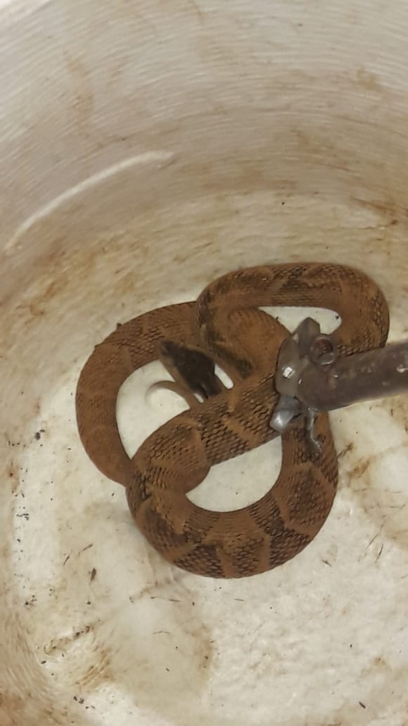 Em Formiga, bombeiros realizam captura de uma cobra jararaca dentro de uma residência
