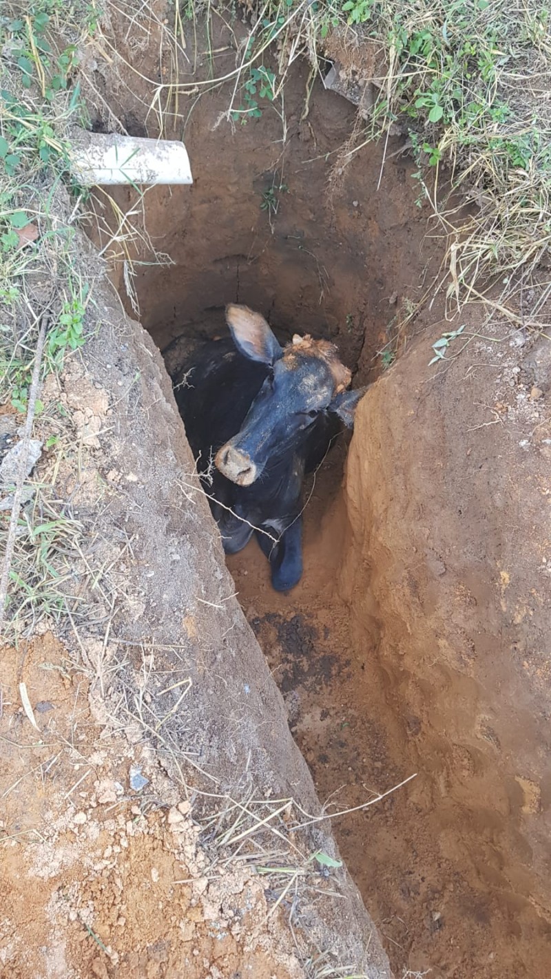 Vaca cai em fossa séptica e Corpo de Bombeiros são acionados para salvar o animal