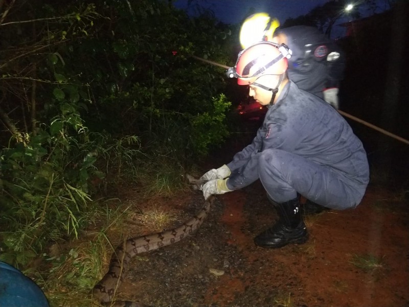 Jiboia é capturada em quintal de residência no bairro Floresta em Arcos