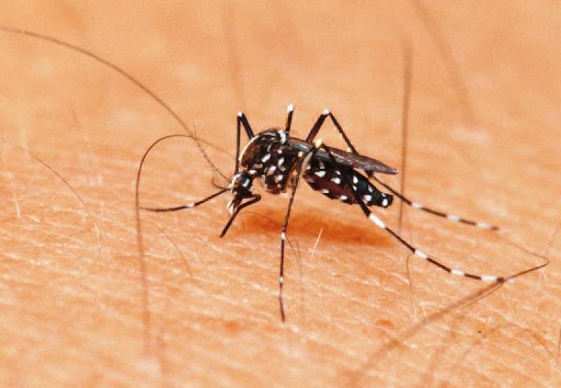 Minas pode ter epidemias de Covid-19 e dengue ao mesmo tempo? Especialistas avaliam situação