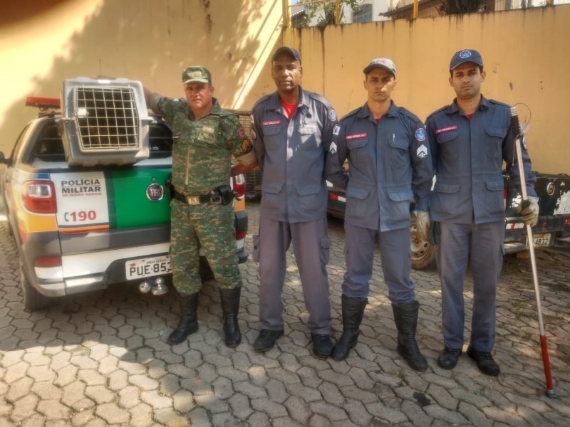 Em Arcos - "cachorro do mato" aparece em posto de combustível e é capturado por Militares do Corpo de Bombeiros