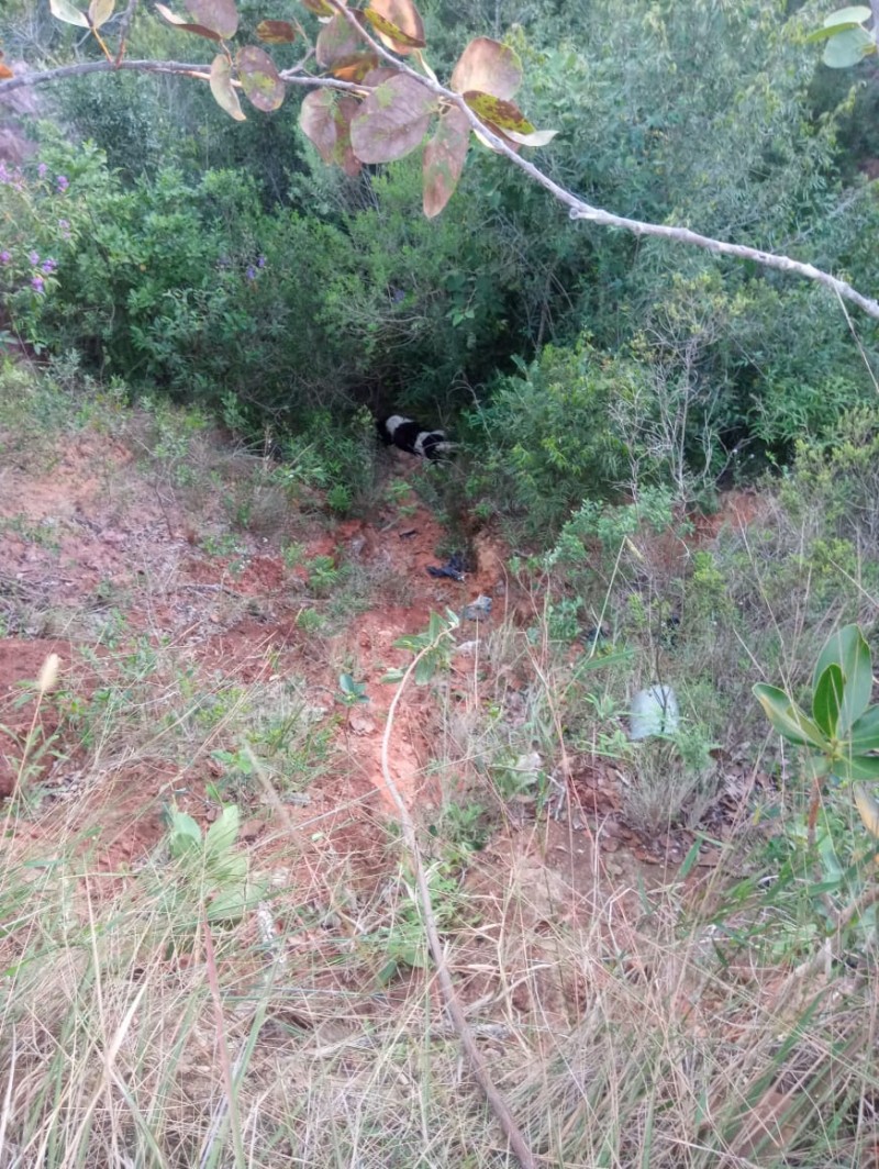 Novilho cai em grota de 8m de profundidade e é resgatado por Bombeiros