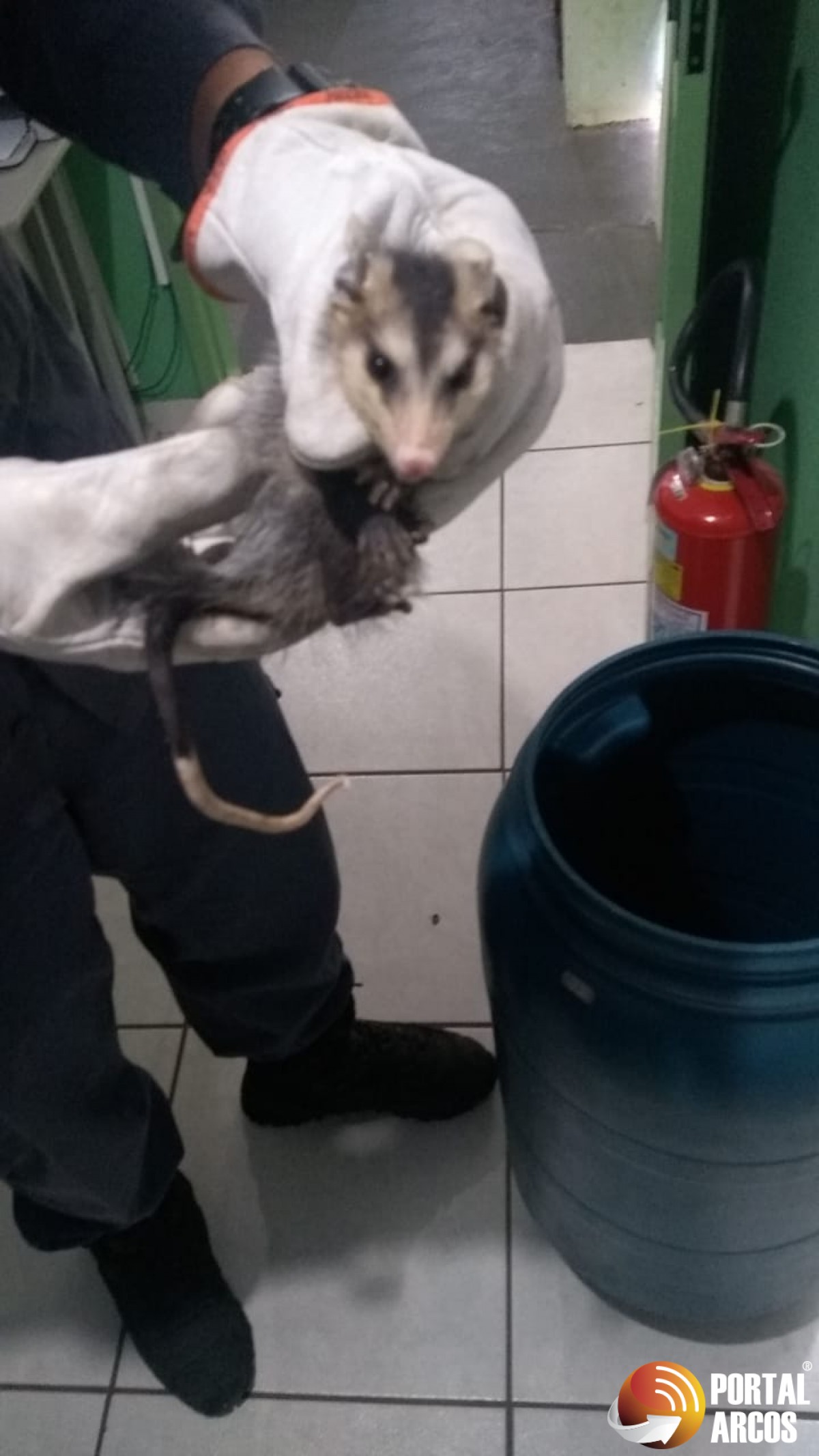 Gambá é encontrado dentro de guarda roupa em uma casa no bairro Calcita em Arcos