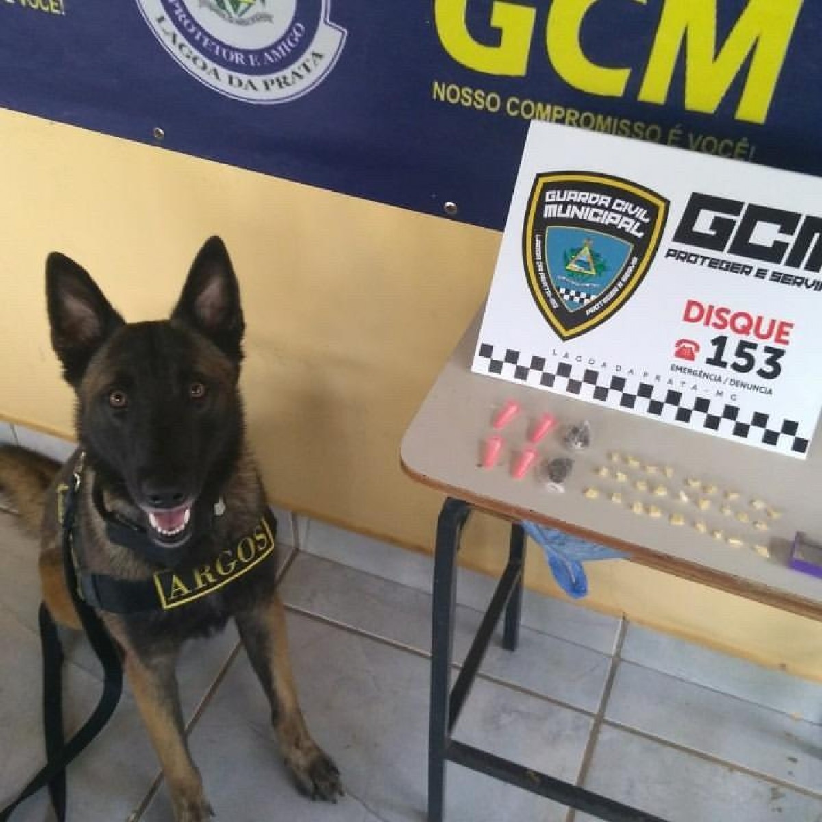 Cão Argos encontra crack, cocaína e maconha em meio a vegetação em Lagoa da Prata