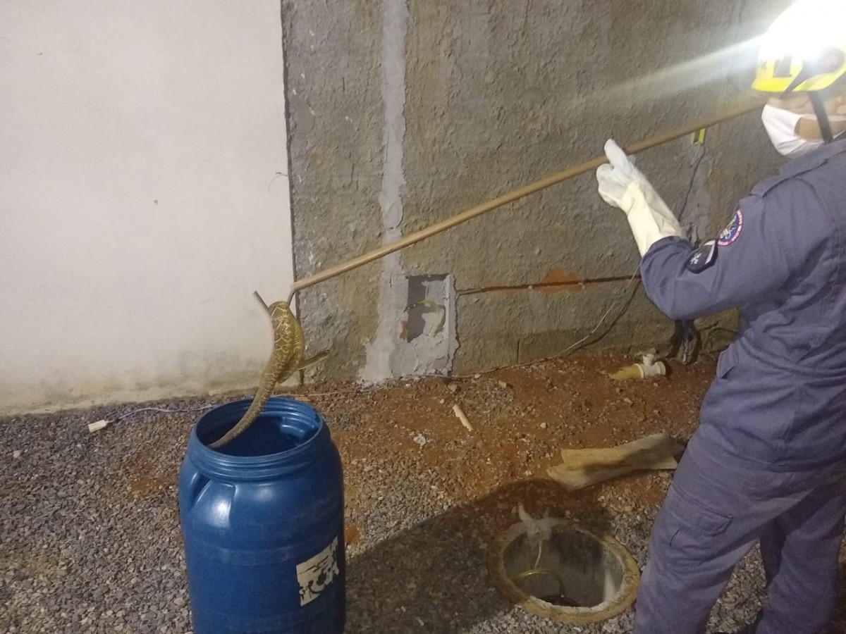 Em Arcos - Corpo de bombeiros realiza captura de cobra cascavel no quintal de uma casa no bairro floresta
