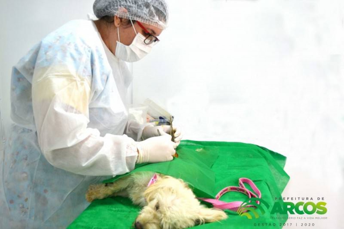 CAMPANHAS DE CASTRAÇÃO DE ANIMAIS DA PREFEITURA DE ARCOS COMEÇAM NESTA QUARTA-FEIRA,03
