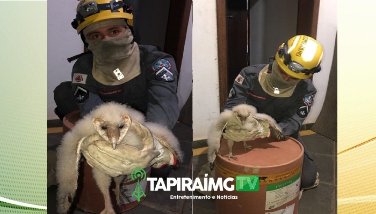 Filhote de coruja é resgatado pelos bombeiros dentro de residência em Bom Despacho