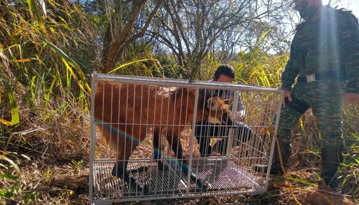 Após receber cuidados, lobo-guará atropelado na BR-354 é solto em Arcos