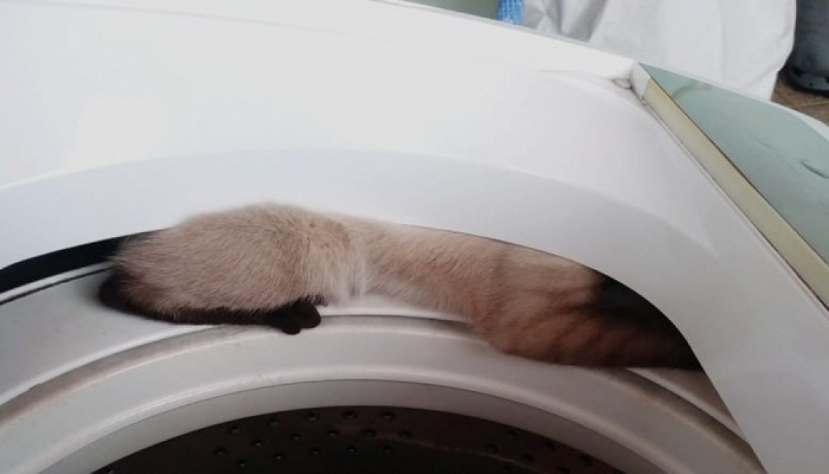 Bombeiros de Pará de Minas resgatam gato que ficou preso em máquina de lavar