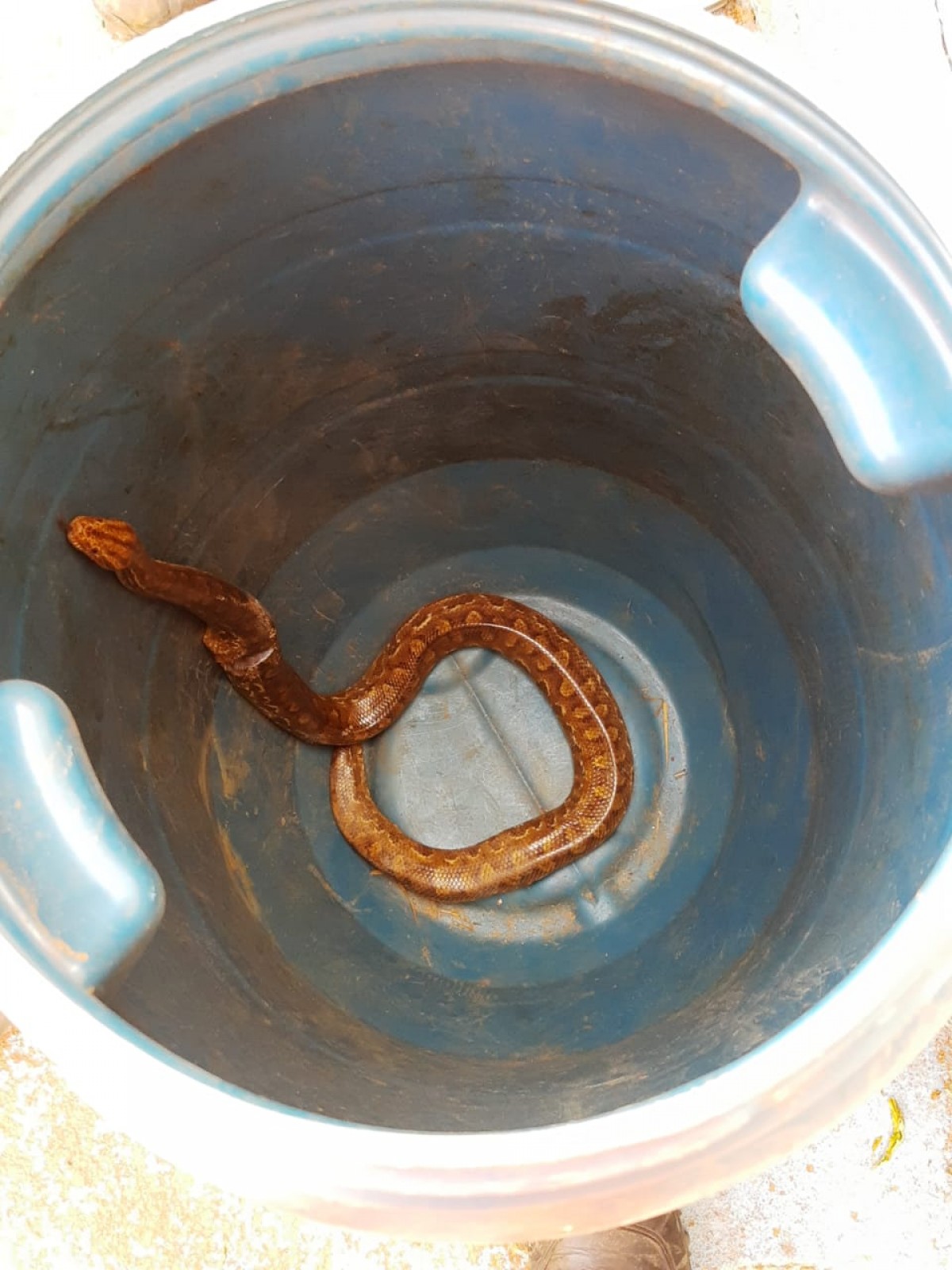 Jiboia é encontrada em Clube Campestre de Arcos