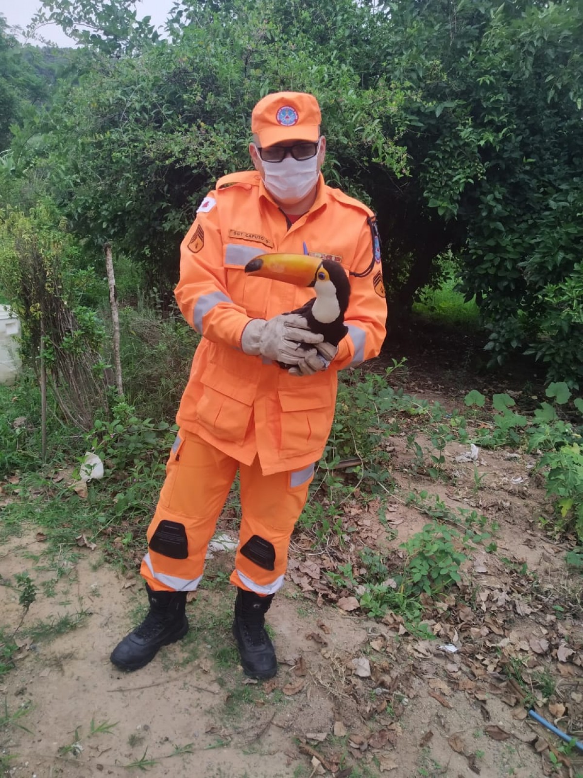 Corpo de Bombeiros realiza captura de Tucano em situação de risco