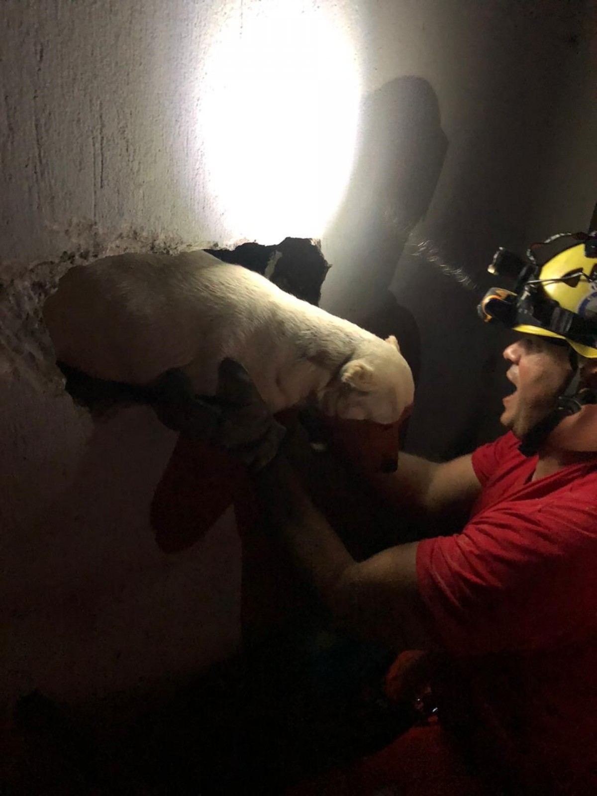 Cadela prenha fica presa em uma tubulação em Formiga