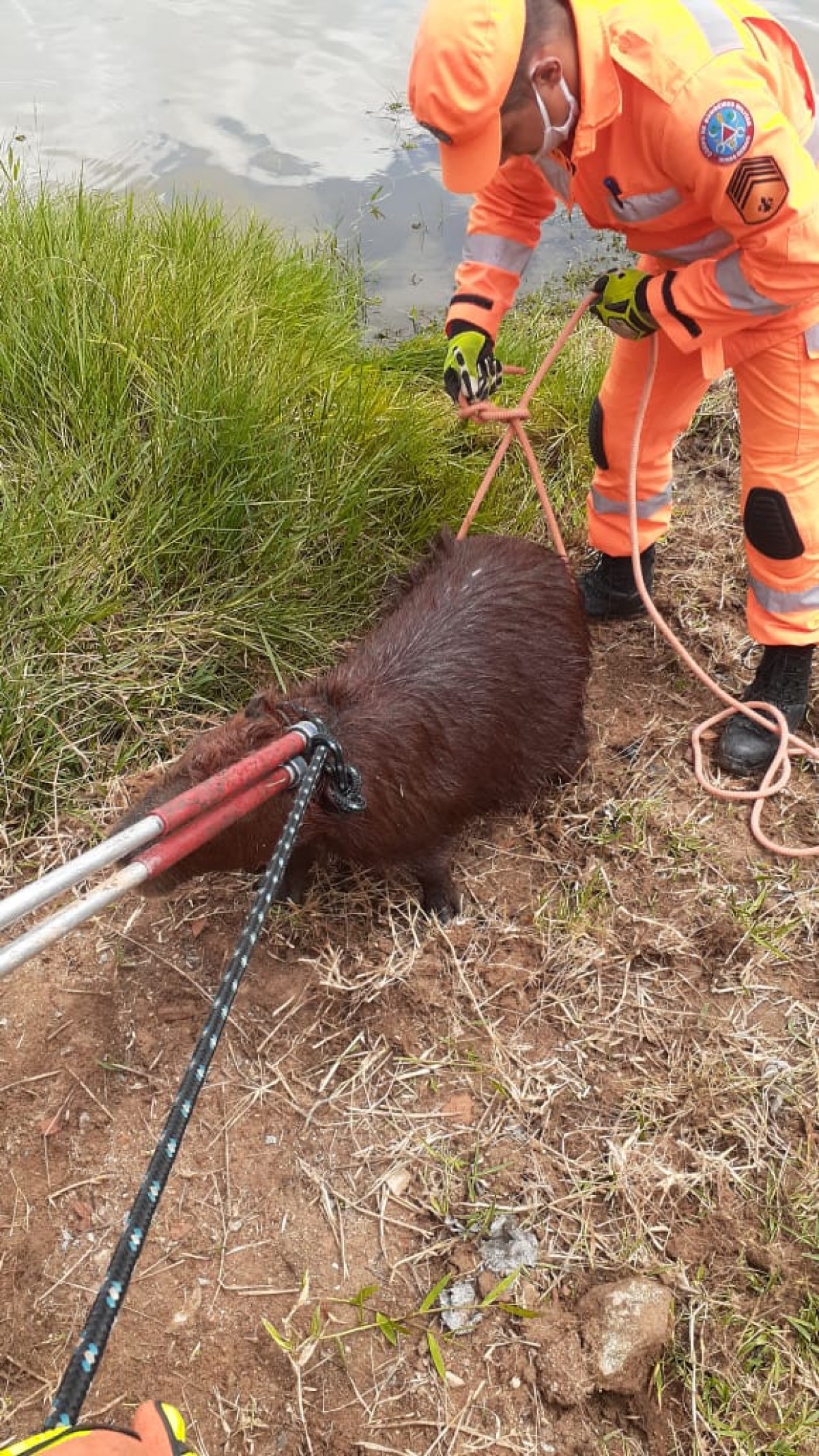 Corpo de Bombeiros de Formiga realiza captura de capivara em situação de risco