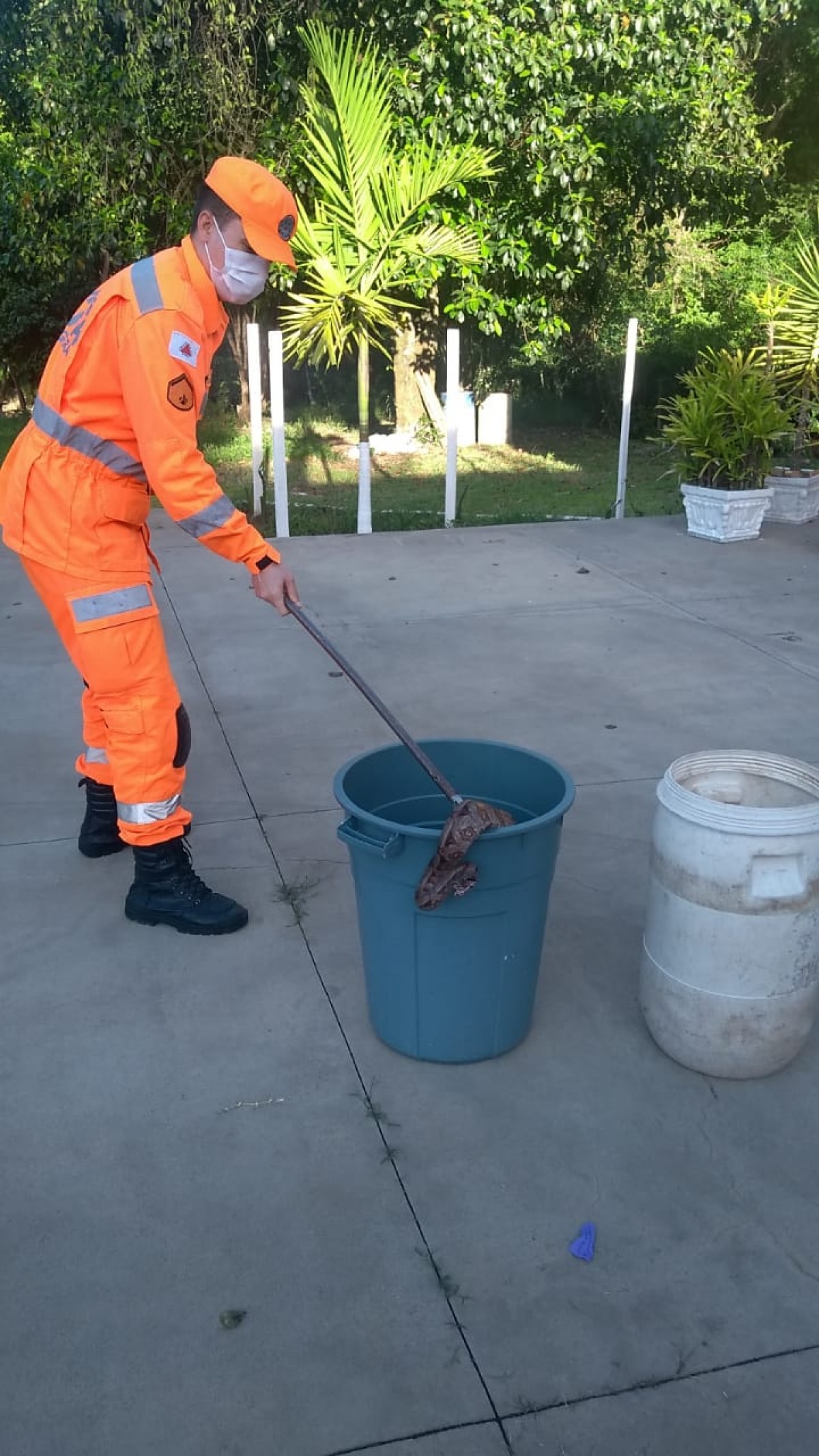 Jiboia é capturada na zona rural de Arcos