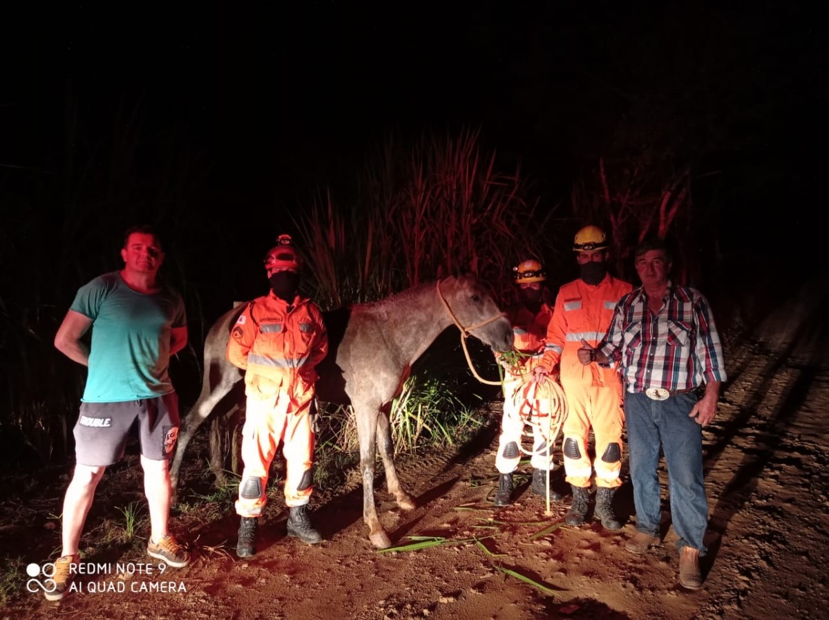 Cavalo é encontrado em situação de risco dentro de córrego em Lagoa da Prata
