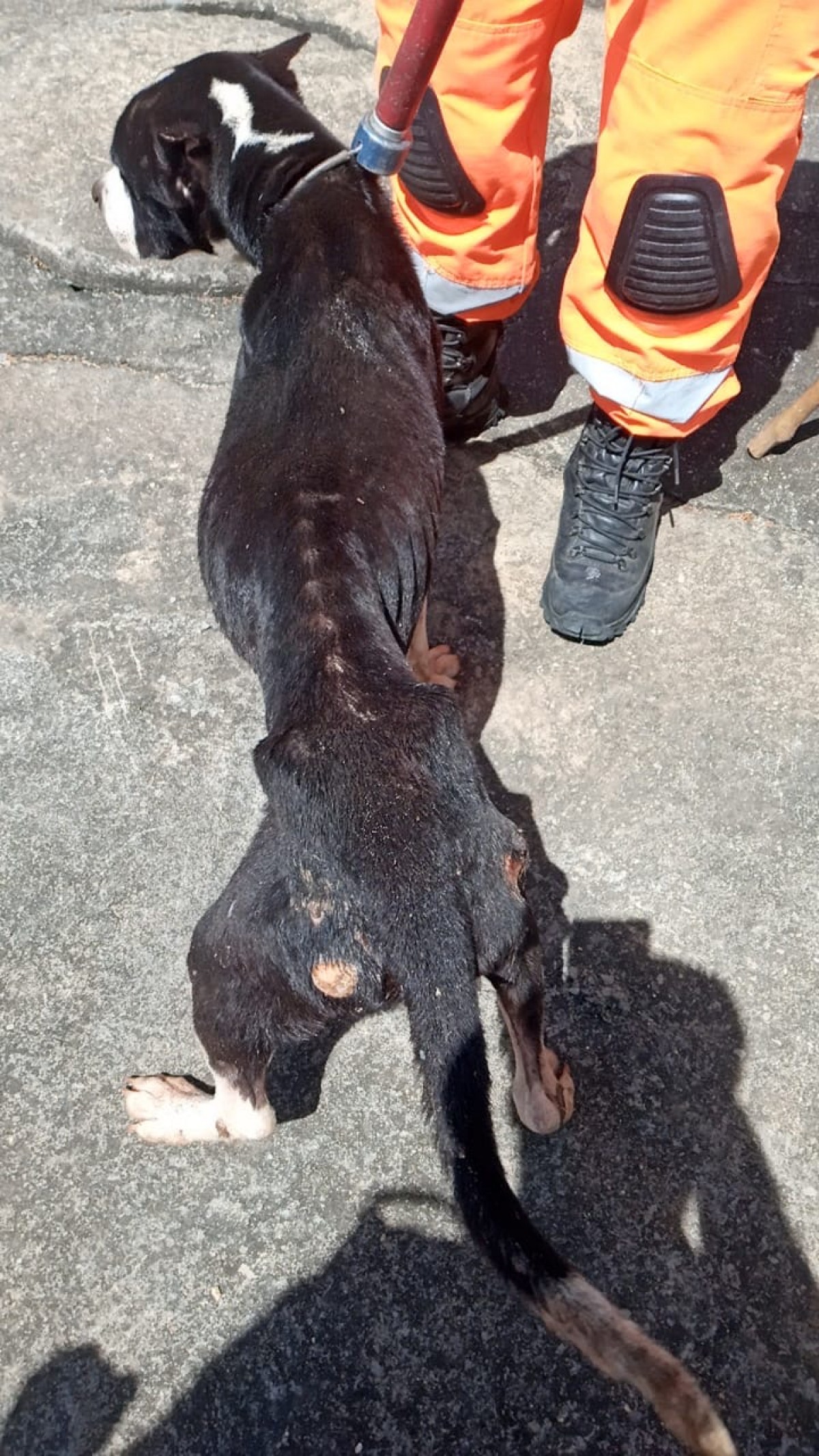 POLÍCIA MILITAR FAZ APREENSÃO DE DROGAS E COM APOIO DO CORPO DE BOMBEIROS RESGATA ANIMAL QUE SOFRIA MAUS TRATOS