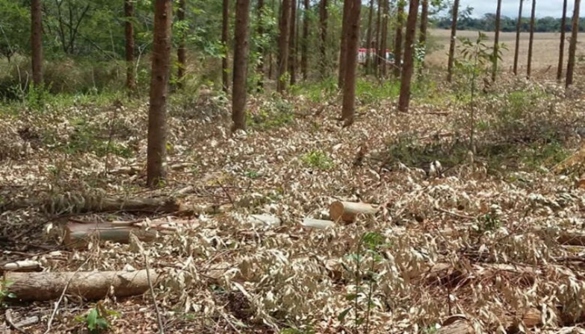 Homem é atingido na cabeça por eucalipto na MG-439, em Pains