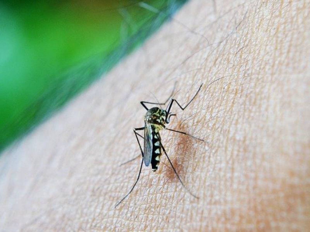 COORDENADOR DE ENDEMIAS TEME SURTO DE DENGUE EM ARCOS