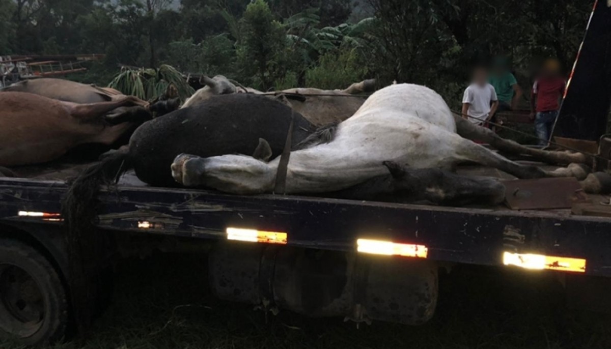 Doze cavalos morrem após acidente em rede elétrica em Formiga