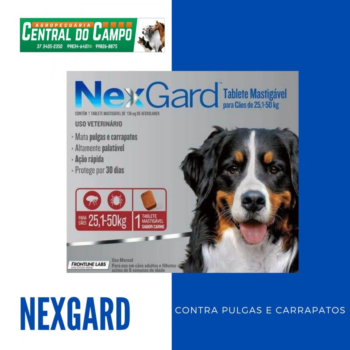 Nexgard: A eficácia contra pulgas e carrapatos