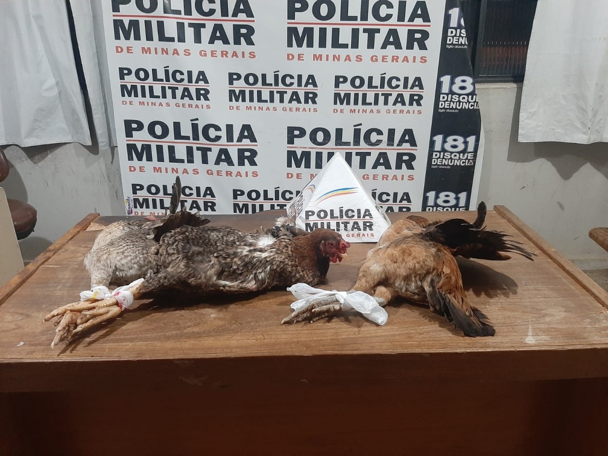 Em Arcos - Dois homens são detidos por furto de galinhas