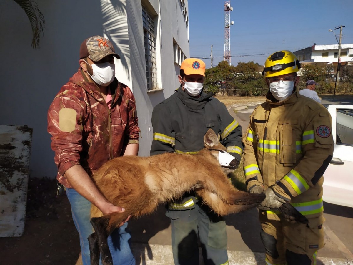 Lobo guará é visto por funcionários e resgatado por bombeiros na PUC de Arcos