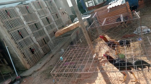 Polícia Militar apreende drogas, aves (galos índios) usadas em rinhas de briga e pássaro da fauna silvestre em Formiga