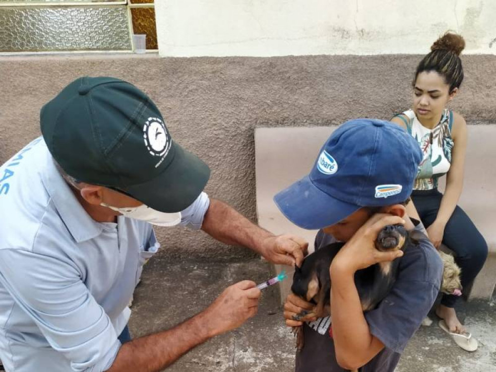 Campanha de vacinação antirrábica começa no próximo mês