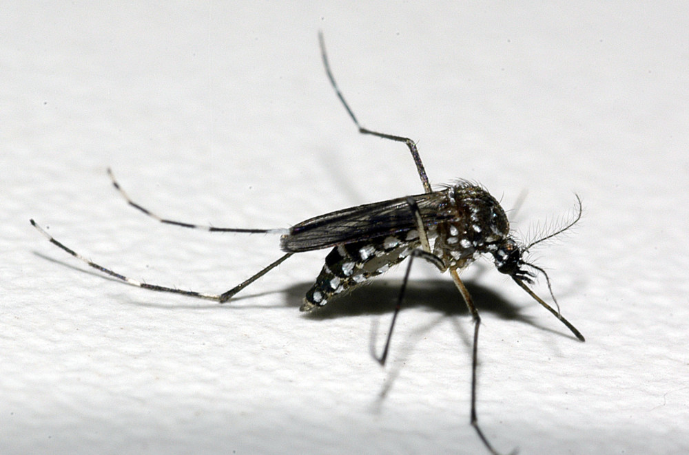 Caso de Chikungunya é registrado em Arcos