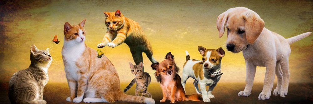 Animais de um ponto de vista espiritual