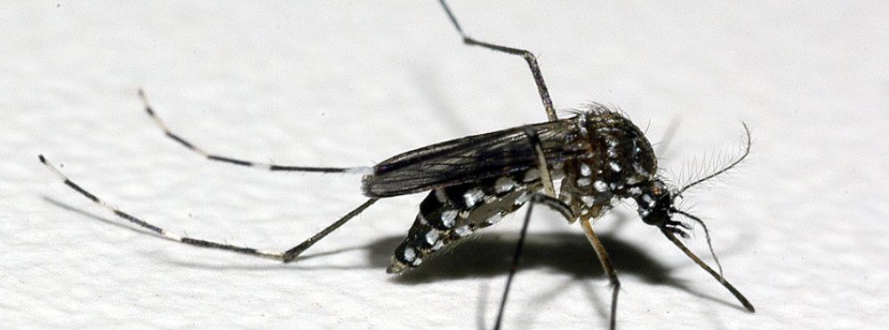 Em mais de um mês casos de Dengue em Arcos aumentam 129%