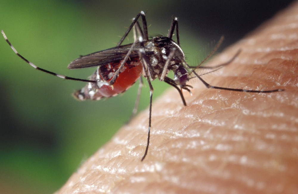 Casos de Dengue em Arcos aumentam 238% em menos de um mês