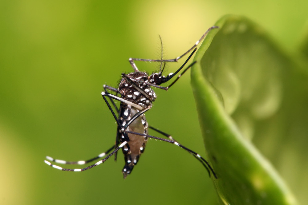 Crescem os casos de Dengue e Chikungunya na cidade de Arcos e esforços são intensificados
