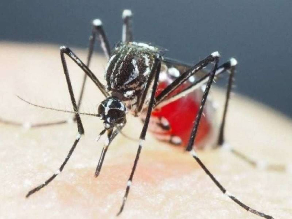 Arcos registra menor índice de infestação predial de dengue dos últimos 3 anos