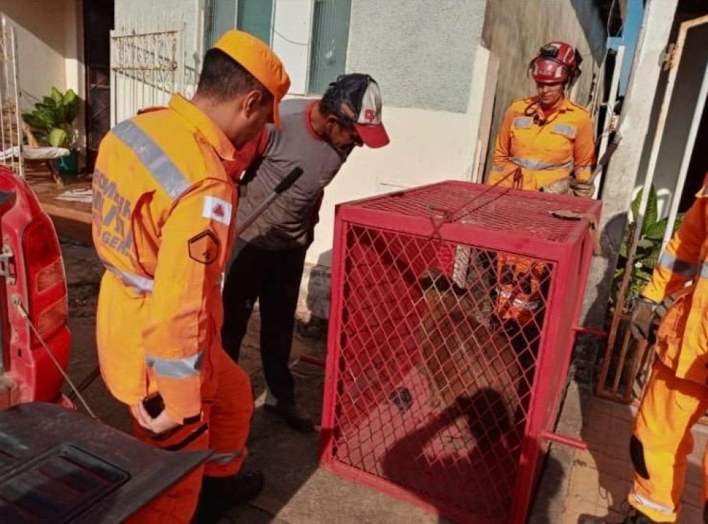Capivara é capturada pelo Corpo de Bombeiros no bairro Calcita