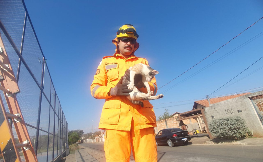 Corpo de Bombeiros atende a chamado para salvamento de animal no bairro Floresta