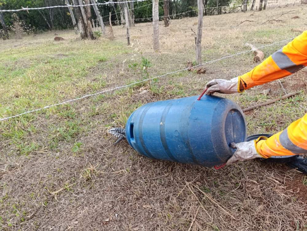 Réptil de grande porte é encontrado em uma residência na Travessa Magalhães Pinto