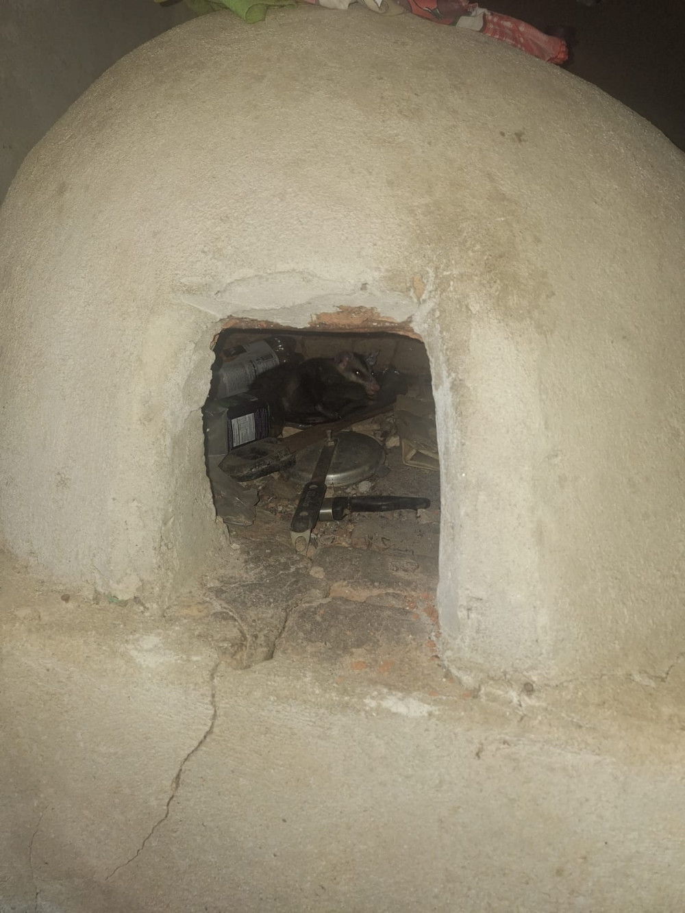 Mais um gambá com vários filhotes é resgatado pelo Corpo de Bombeiros de Arcos