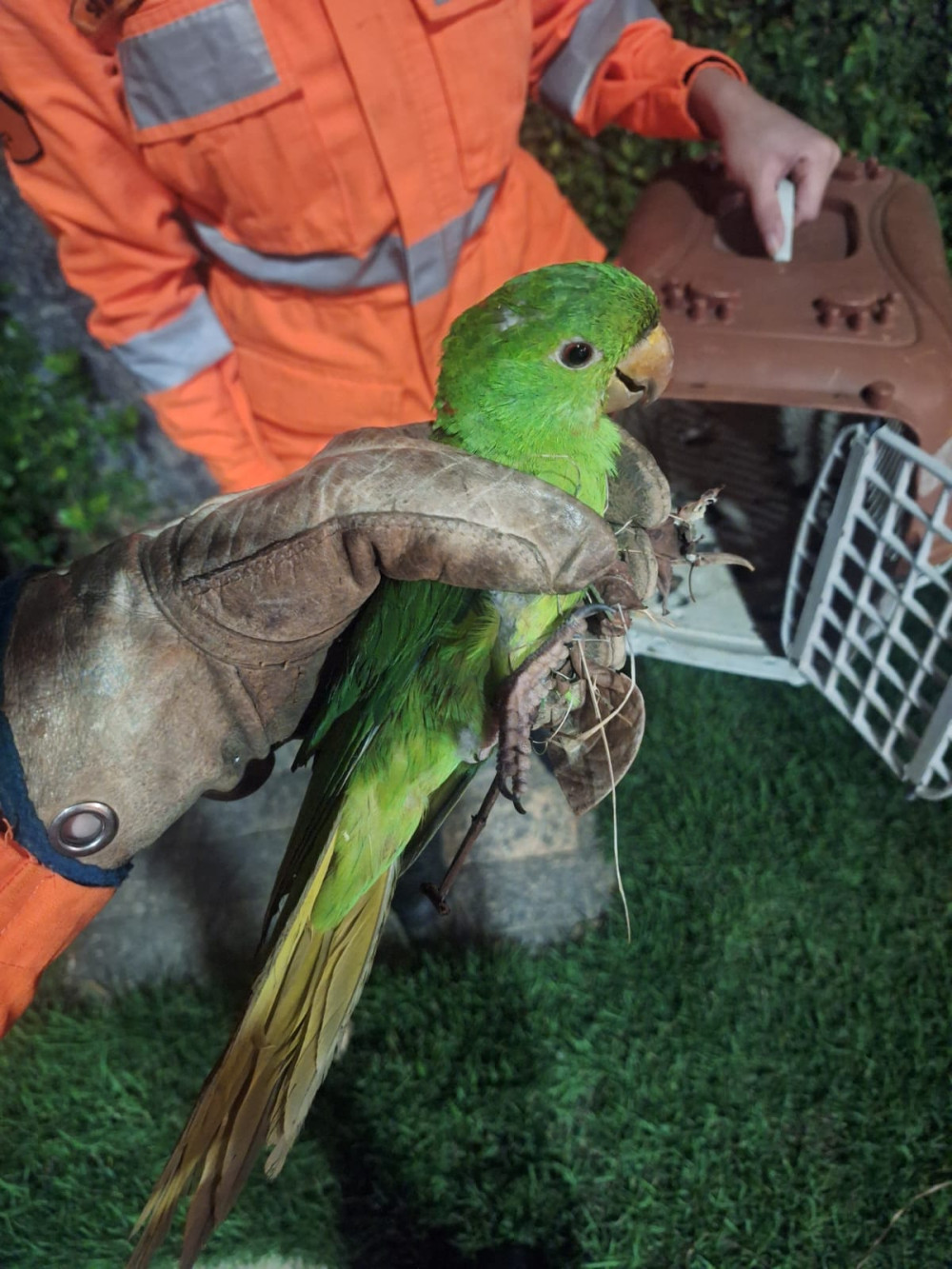 Corpo de Bombeiros Militar atende à ocorrência de resgate de animal silvestre ferido
