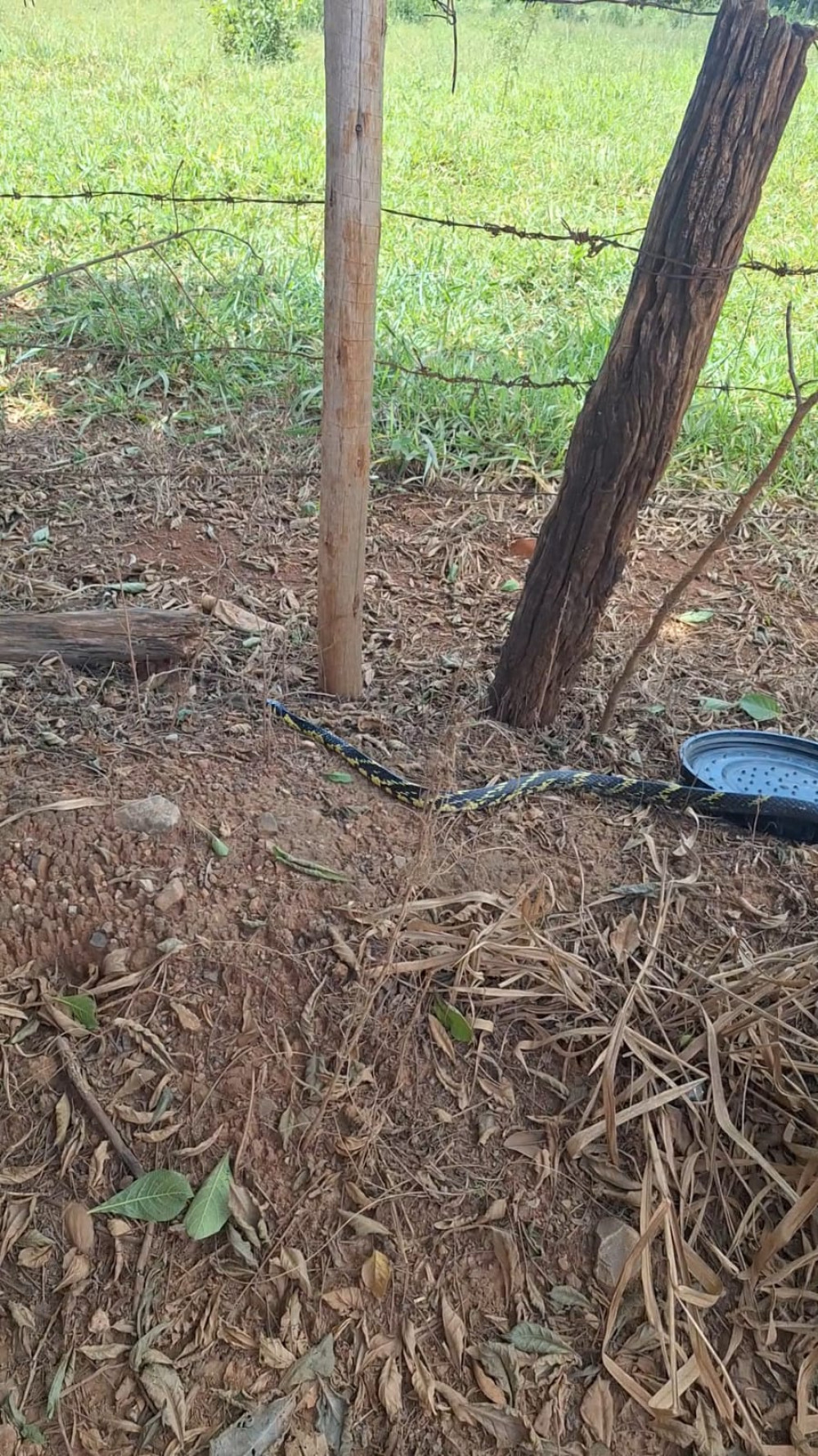Serpente Caninana é resgatada dentro de vaso de plantas em residência de Arcos