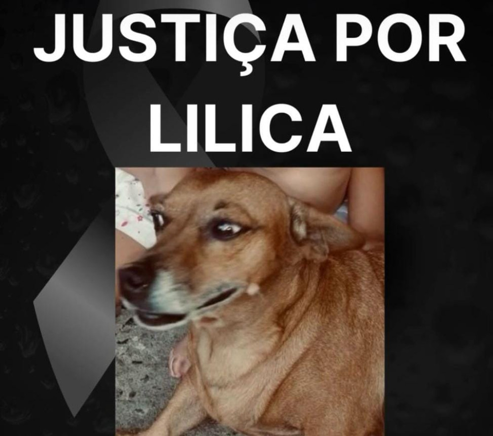 Homem que atropelou cão em Arcos é identificado e pode responder pelo crime na justiça