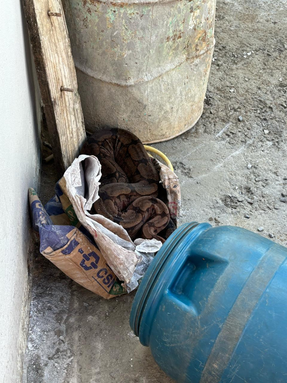 Duas jiboias são capturadas em residência